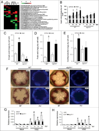 Figure 9. Autophagy defects attenuate xylem cell lignification in response to V. dahliae infection in Arabidopsis. (A) Heat map showing the accumulation change of proteins annotated as phenylpropanoid metabolism process. Blank space and letter M have the same meaning as those in Figure 4B. (B) Quantification of lignin content in WT and atg10-1 upon V. dahliae infection at 7, 14, 21 and 28 dpi. (C to E) Quantification of lignin intermediates in the WT and atg10-1 upon V. dahliae infection at 28 dpi. (F) Xylem hyperplasia was significantly attenuated in atg10-1 compared with those of the WT at 28 dpi, BF, bright field, AU, autofluorescence, Bar: 200 μm. (G and H) qRT-PCR quantification of the transcriptional level of VND 7 (G) and HB8 (H) corresponded to the enhancement of xylem formation. WT, wild type. “*” and “**” indicate statistically significant (P ≤ 0.05 or P ≤ 0.01 vs mock), “#” and “##” indicate statistically significant (P ≤ 0.05 or P ≤ 0.01 vs atg10-1) measured by the Student t test.