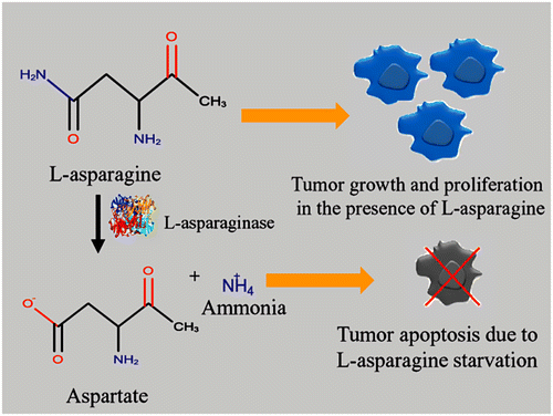 Figure 1. General mechanism of L-asparaginase action.