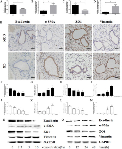 Figure 2. Cigarette smoke upregulated α-SMA, Vimentin expression and downregulated Ecadherin, ZO1 expression both in vivo and in vitro. (a–d) Ecadherin (a), α-SMA (b), ZO1 (c) and Vimentin (d) mRNA expression in murine lung tissue; (e) representative pictures of Ecadherin (left panel), α-SMA (middle left panel), ZO1 (middle right panel) and Vimentin (right panel) protein expression in murine lung tissue by IHC (scale bar, 50 μm); (f–i) Ecadherin (f), α-SMA (g), ZO1 (h) and Vimentin (i) mRNA expression in HBE cells treated by CSE in a series of concentrations; (j–m) Ecadherin (j), α-SMA (k), ZO1 (l) and Vimentin (m) mRNA expression in HBE cells treated by 10% CSE for 0–48 h; (n, o) Ecadherin, α-SMA, ZO1 and Vimentin protein expression in HBE cells treated by CSE in a series of concentrations (n) or 10% CSE for 0–48 h (o). (Animal study was performed with six replicates in each group, and cell experiments were performed in triplicates, *p < 0.05; **p < 0.01; ***p < 0.001, compared with CON or 0).