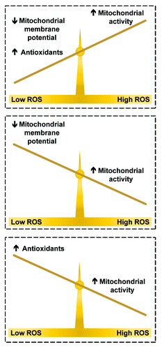 Figure 3. Calorie restriction (CR) influences reactive oxygen species (ROS) production through a delicate balance. When CR decreases mitochondrial membrane potential and increases antioxidant expression, ROS production is reduced relative to ad libitum and lifespan may be increased (top scale). If either of these factors is absent, ROS production will be increased relative to ad libitum and lifespan will be decreased (bottom scales).