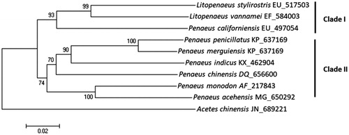 Figure 1. Phylogenetic trees of Penaeus acehensis. The phylogenetic tree was constructed using molecular evolutionary genetic analyses (MEGA 6, version 6.0) with the minimum evolutionary algorithm. The evolutionary distance was calculated using Kimura 2 parameter method. Bootstrap replications were 1000. GenBank Accession number for each species was shown in bracket.