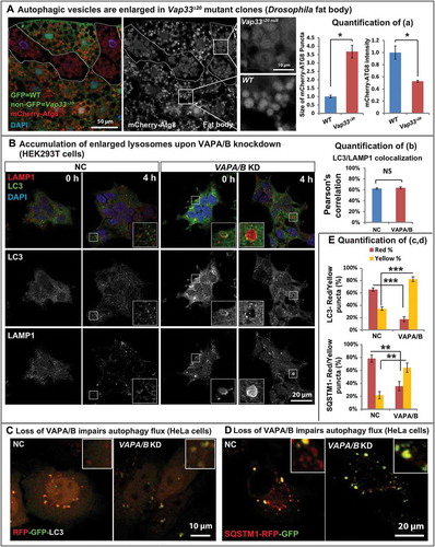 Figure 3. Loss of VAP proteins impairs autophagic degradation. (a) Left: mCherry-Atg8a (red) in Vap33∆20 mutant clones (GFP negative) of Drosophila fat body. Middle: Zooms of wild-type and mutant cells. Right: Quantification of the size and intensity of mCherry-Atg8a puncta. (b) Left: HEK293T cells were transfected with control or VAPA/B siRNA for 4 days and serum starved for 4 h prior to immunofluorescence staining of endogenous LC3 and LAMP1. Right: Quantification of the signal colocalization of LC3 and LAMP1 using Coloc 2 (ImageJ). (c,d) HeLa cells were transfected with control or VAPA/B siRNA for 3 days and then transfected with the RFP-GFP-LC3 or SQSTM1-RFP-GFP expression vector. Sixteen h after transfection, cells are starved with HBSS for 5 h and imaged live. (e) Quantification of the red and yellow puncta of RFP-GFP-LC3 or SQSTM1-RFP-GFP transfected cells.