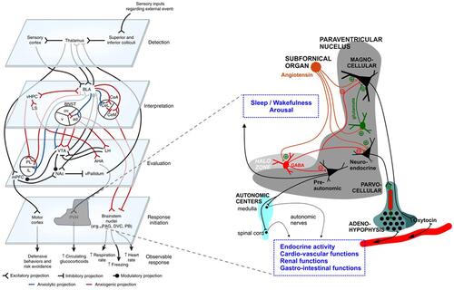 Figure 1 The schematic illustration of the basic neuronal organization of the paraventricular nucleus (PVN) of the hypothalamus depicting its purported role in a four-step model of neurocircuitry of anxiety. On the left, a four-step model by Calhoon and Tye is shown: according to this model external events are detected, interpreted, evaluated, and responded to by succeeding levels of highly interconnected neural circuits. Reproduced by permission from Springer Nature, Nat Neurosci, Resolving the neural circuits of anxiety, Calhoon GG, Tye KM. 2015;18(10):1394–1404. Copyright © 2015, Nature Publishing Group, a division of Macmillan Publishers Limited.Citation92 Events are further interpreted as threatening or nonthreatening depending on the balance between opposing circuits; when the balanced is shifted toward projections interpreting events as threatening, this leads to anxiety. On the right, PVN’s neurocircuitry is depicted. Afferent inputs to the nucleus arrive from many important integrative centers of the medulla, pons and hypothalamus. Subfornical organ is among major inputs with identified angiotensin release acting directly on magnocellular and parvocellular neurons, or indirectly via intranuclear circuitry that includes inhibitory Gamma-aminobutyric-acid (GABA) (red) and excitatory glutamate (green) interneurons. Changes within paraventricular angiotensin subcircuitries are described under stress condition and are reflected on release of stress hormone and arousal. GABA interneurons have been shown to express angiotensin-converting-enzyme-2 (ACE2),Citation93 and as such might be targeted by severe-acute-respiratory-syndrome-coronavirus-2 (SARS-CoV-2). The majority of GABA interneurons have been localized to the halo zone surrounding the PVN, and their role as an additional gatekeeper and integrator in controlling the excitability of PVN outputs has been proposed.Citation94 Any changes in the PVN circuitries, due to their major control over most of neuro-endocrine axes and neuronal autonomic centers may cause robust alteration in homeostatic regulation, and through influence on regulatory brain centers impact on sleep and wakefulness, increased propensity to trigeminal autonomic cephalalgias and alteration of ultradian rhythms.
