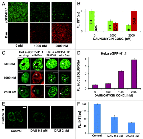 Figure 2. Dissociation of H1.1 linker histones from DNA and translocation to nucleoli upon exposure to daunomycin. (A and B) Images and a graph showing a decrease of the intensity of green fluorescence of GFP-H1.1 after a 2 h exposure of live HeLa cells to daunomycin (1 or 2 μM); scale bar 100 μm. (C) Images of histone GFP-H1.1, GFP-H2B, and daunomycin (0.5, 1, and 2 μM) in live cells. As the drug binds to DNA, chromatin aggregates and histones H1.1 but not H2B accumulate in nucleoli (arrows). (D) A ratio between the intensities fluorescence of GFP-H1.1 histones bound in nucleoli and to DNA outside of the nucleoli. At higher drug concentrations more histone H1.1 is translocated to nucleoli and the intensity of the nucleolar fluorescence of daunomycin exceeds that of chromatin by a factor of almost 4. (E and F) Dissociation of histone H1 from DNA in cells exposed to daunomycin, detected by immunofluorescence. Images and a graph showing the average fluorescence intensity of immunolabeled H1.1 histone detected in nuclei of untreated cells and in the treated cells, following fixation. The H1 histone, which dissociated from DNA, is washed out during the immunofluorescence procedure and escapes detection by this method, but the process can be observed directly under a microscope (data not shown); scale bar 5 μm.