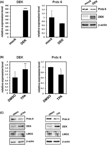 Figure 1. DEK represses Prdx 6 during leukemia cell differentiation. (A) The expression levels of DEK and Prdx 6 in 293T cells with transiently overexpressed DEK were detected via RT-PCR. The error bars represent 2−ΔΔCT ± the SD of three independent experiments. ***P < 0.001. Total proteins were extracts from DEK transfected 293T cells and then were subjected to Western blot analysis using specific antibodies. (B) HL-60 cells were treated with TPA or DMSO. After 48 h, RT-PCR was performed to compare the expression levels of the target genes. Results are shown as means ± SDs; n = 3. **P < 0.01; *P < 0.05. (C) HL-60 cells were treated with ATRA or TPA. After 48 h, differentiated HL-60 cells were lysed and immunoblotted with anti-DEK, anti-β-actin, and anti-Prdx 6 antibodies.