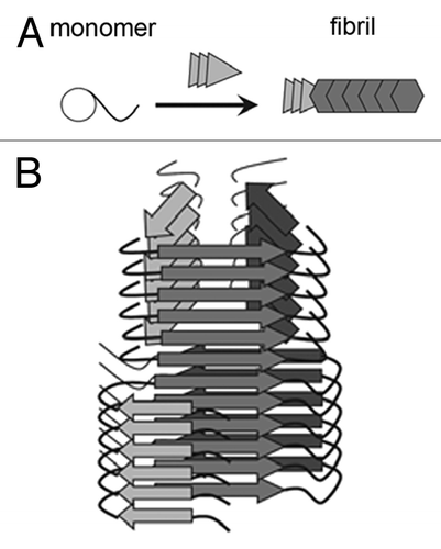 Figure 2. Deformed templating is a change in the β-sheet folding pattern of amyloid fibrils in the course of seeded aggregation. (A) Schematic representation of the mechanism. (B) Representation of deformed templating within an individual fibril. Adapted with permission from ref. Citation31