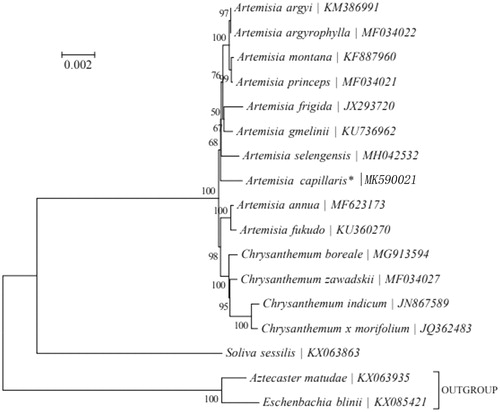 Figure 1. Maximum likelihood (ML) tree of Artemisia capillaries and its related relatives based on the complete chloroplast genome sequences.
