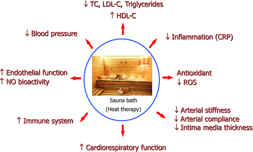 Figure 3. Proposed mechanistic pathways underlying Finnish sauna baths and health outcomes.