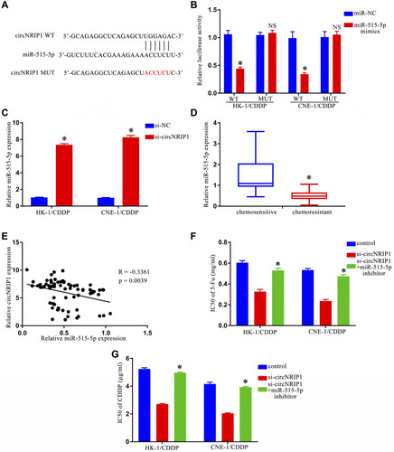 Figure 3 CircNRIP1 functions by sequestering miR-515-5p. (A). Putative miR-515-5p binding sites within circNRIP1. (B). Transfection with miR-515-5p mimics was sufficient to reduce WT but not MUT luciferase reporter activity. (C). CircNRIP1 knockdown markedly increased miR-515-5p expression in HK-1/CDDP and CNE-1/CDDP cells. (D). Following treatment, serum miR-515-5p levels were lower in the serum of chemoresistant NPC patients relative to chemosensitive patients. (E). Serum circNRIP1 and miR-515-5p levels were negatively correlated in the serum of chemoresistant NPC patients. The IC50 value for 5-Fu (F) and CDDP (G) was restored in HK-1/CDDP and CNE-1/CDDP cells transfected with si-circNRIP1 following miR-515-5p inhibitor transfection. NSp > 0.05, *p < 0.05.