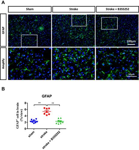 Figure 5 B355252 treatment decreases the level of astrocytes reactivation in the brain of cerebral ischemia. (A) Immunofluorescent staining for GFAP at PSD 3. (B) Data quantification for GFAP immunoreacted cell number. N=8 per group, ** p< 0.01 by one-way ANOVA. Bar: 100 μm (upper panel) and 50 μm (lower panel).
