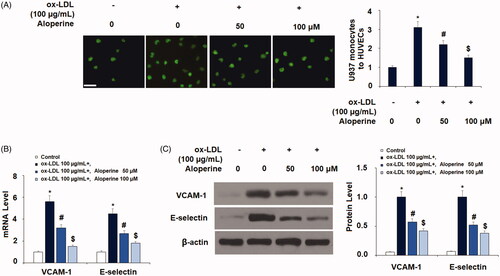 Figure 4. Aloperine inhibited ox-LDL-induced attachment of human U937 monocytes to HUVECs and the expression of VCAM-1 and E-selectin. Cells were cultured with ox-LDL (100 µg/mL) with or without aloperine (50,100 μM) for 24 h. (A). Attachment of U937 monocytes to HUVECs was measured. Scale bar, 100 μm; (B). mRNA of VCAM-1 and E-selectin; (C). Protein of VCAM-1 and E-selectin (*, p < .01 vs. vehicle group; #, p < .01 vs. ox-LDL treatment group; $, p < .01 vs. ox-LDL + 50 μM aloperine group).