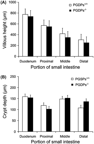 Figure 2. (A) Villous height of the duodenum and three parts of the small intestine. No significant differences in villous height in each section are observed between the PGDPs−/− and PGDPS+/+ mice. A decrease in villous height is observed in both groups; the villous height of the small intestine is 34% of that in the duodenum in the PGDPs−/− mice and 40% in the PGDPS+/+ mice. (B) Crypt depth of the duodenum and three parts of the small intestine. No significant differences in crypt depth in each section are observed between the PGDPs−/− and PGDPS+/+ mice. Crypt depth shows no decline from the oral to anal side.Each bar represents the mean height or depth and standard deviation.