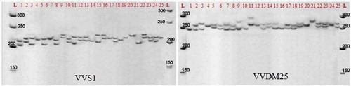 Figure 2. Polyacrylamide gel profile of amplified product from 25 grapevine accessions using VVS1- and VVDM25-specific primers based on Table 1. L: Molecular ladder SMO313. The length of marker fragments is in base pairs (bp)