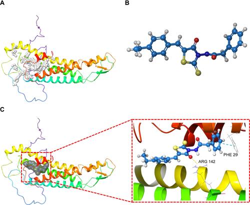 Figure 5 The potential drugs based on the three-dimensional (3D) structure of GJB1. (A) The active site of GJB1 was found using AutoDock 4.2 2019–1. (B) The structure of ZINC000005552022 based on ZINC15 database. (C) AutoDock-derived structure of ZINC000005552022 bound to GJB1. The yellow dashed line represents a hydrogen bond, and the blue one a π-π interaction.