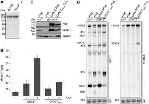 Figure 3. Pre-rRNAs are degraded upon depletion of DHX37 and expression of catalytically inactive DHX37 leads to defects in A’ cleavage and the conversion of 21S to 18SE. (a) C-terminally His6-tagged DHX37 or DHX37 carrying a threonine to alanine substitution at amino acid 282 within the evolutionarily conserved ‘GKT’ motif (DHX37T282A) was recombinantly expressed in E. coli and purified. Purified proteins were separated by SDS-PAGE and visualized by Coomassie staining. (b) The amount of ATP hydrolyzed by recombinant DHX37 or DHX37T282A in the presence (+) or absence (-) of RNA was determined using an in vitro NADH-coupled ATPase assay. Experiments were performed in triplicate and error bars represent mean ± standard deviation. (c) HEK293 cell lines were transfected with either non-target siRNAs (siNT) or siRNAs targeting DHX37 (siDHX37_1) and expression of the Flag tag, or C-terminally Flag-tagged DHX37 or DHX37T282A was induced by addition of tetracycline 24 h before harvesting. Proteins were extracted and analyzed by western blotting using antibodies against DHX37, tubulin and the Flag tag. (d) Total RNA extracted form HEK293 cell lines treated as described in (c) was separated by denaturing agarose gel electrophoresis, transferred to a nylon membrane and analyzed by northern blotting using probes hybridizing at the 5ʹ end of ITS1 (left panel) or within the 5ʹ ETS (right panel). Pre-rRNAs were detected using a phosphorimager and the mature 28S rRNA was visualized by methylene blue staining (MB).