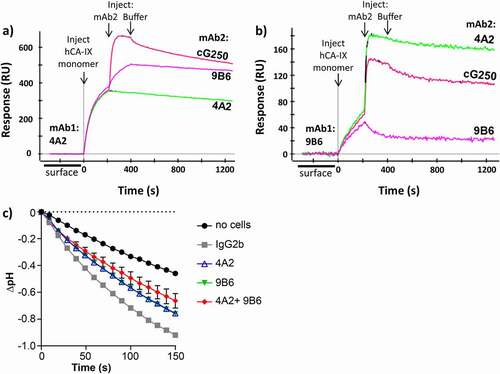 Figure 5. (a-b) Competitive SPR binding demonstrating that mAbs m4A2 and m9B6 bind to independent epitopes. (c) Analysis of CAIX catalytic activity by 67NR murine breast cancer cells expressing hCAIX incubated with anti-CAIX mAb m4A2 and/or m9B6, followed by addition of buffer and CO2-saturated water and monitoring the decrease in pH using the “in-cell” carbonic anhydrase activity assay. Cells incubated in the presence of IgG2b were used as a control. Data show the mean ± SEM of technical replicates (n = 3/group) and are representative of 2 independent experiments