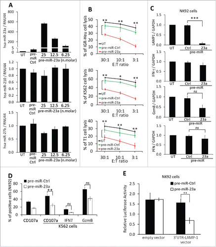 Figure 6. Effect of miR-23a on the cytotoxicity of natural killer (NK) cells. (A) Effect of pre-miR-23a transfection on the expression of miR-210 in NK cells. NK-92 cells were untransfected (UT) or transfected with pre-miR control (pre-miR-Ctrl) or different concentrations of pre-miR-23a. Cells were subjected to real time PCR analysis for the expression of miR-23a (upper panel); miR-210 (middle panel) and miR-27a (lower panel) used as control. (B) Cytotoxicity of NK-92 cells expressing pre-miR-23a. NK-92 cells, transfected as described in A, were co-cultured with IGR-Heu (upper panel); K562 (middle panel), or T1 (lower panel) cells and the percentage of tumor cell lysis was assessed at different effector: target ratios (30:1, 10:1 or 3:1) as described in Fig. 2A. Statistically significant differences (indicated by asterisks) in the cytotoxicity of NK cells expressing pre-miR-Ctrl and pre-miR-23a are shown (*, p < 0.05; **, p < 0.005). (C) Real time PCR analysis of LAMP1, IFNγ, GzmB, and PFN mRNA expression in NK-92 cells untransfected (UT) or transfected with either pre-miR control (Ctrl) or pre-miR-23a.Statistically significant differences (indicated by asterisks) in the expression of LAMP1, IFNγ, GzmB, and PFN in NK cells expressing pre-miR-Ctrl and pre-miR-23a are shown (*, p < 0.05; **, p < 0.005; ***, p < 0.0005; ns, not significant). (D) The expression of CD107a, IFNγ, and GzmB in NK-92 cells transfected pre-miR-Ctrl or pre-miR-23a and cultured alone or in the presence of K562 target cells. Statistically significant differences (indicated by asterisks) are shown (**, p < 0.005; ns, not significant). (E) Luciferase reporter gene assay performed using NK-92 cells co-transfected with either pre-miR control (Ctrl) and control vector or pre-miR-23a and vector encoding3′-UTR of LAMP1. After48 h, firefly and renilla luciferase activities were measured using the Dual-Luciferase Reporter assay and the ratio of firefly/renilla luciferase was determined. Statistically significant differences (indicated by asterisks) are shown. The experiment was performed in triplicate and repeated two times with the same results. Error bars indicate standard deviation. Statistically significant differences (indicated by asterisks) are shown (**, p < 0.005).