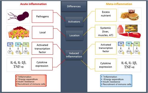 Figure 1 A classic inflammation VS meta-inflammation. Both pathways induce an inflammatory state following the upregulation of same inflammatory genes and cytokines. An acute inflammation has been promoted by invasive exogenous pathogens leading to the stimulation of immune system that induces a high-intensity short-term local inflammation. In contrast, a meta-inflammation has been developed by the excess nutrient, endogen stimulants, causing immune system provocation and promoting a chronic LGSI.Abbreviations: AT, adipose tissue; IL, interleukin; TNFα, tumor necrosis factor α; JNK, c-Jun N-terminal kinase; IKK, inhibitor of kappa light polypeptide gene enhancer in B-cells kinase; PKR, protein kinase R; NF-κB, nuclear factor kappa-light-chain-enhancer of activated B cells; IRF, interferon regulatory factor.