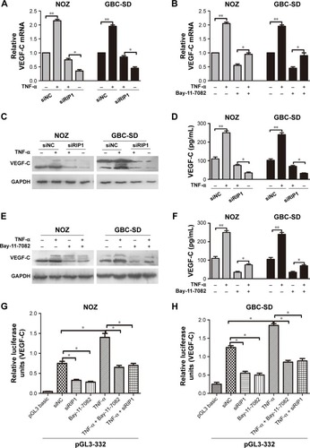 Figure 4 RIP1 regulates TNF-α-mediated VEGF-C expression through the NF-κB pathway.