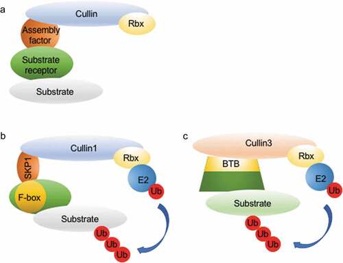 Figure 1. The CRL1 and CRL3 complex. The CRLs are multi-subunit E3s complexes, which assemble using one of the five CULLIN proteins as a core scaffold. (a) The CULLINS recruit a small RING protein (Rbx1) and an E2 enzyme via the C-terminus. The N-terminus binds the bridging factors, which determine substrate specificity. (b) The CRL1 complex featuring the Skp1-F-box as the substrate adapter unit. (c) The CRL3 complex featuring the BTB-protein as the substrate adaptor unit.