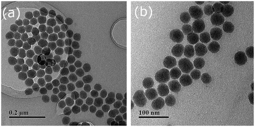 Figure 1. TEM images of monodispersed silica nanoparticles (bare silica nanoparticles).