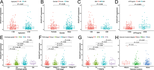 Figure 3 (A–H) The relationship between RAD51AP1 expression and the different clinicopathological characteristics in TCGA cohort, including age, gender, BMI, serum AFP level, histologic grade, TNM stage, T staging and vascular invasion degree.