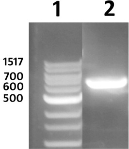 Figure 4. eGFP expression in transgenic G. hirsutum roots. Lane 1, DNA ladder; Lane 2, eGFP.