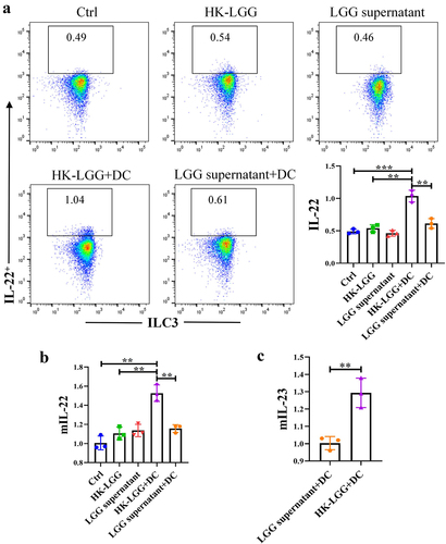 Figure 5. HK-LGG activates ILC3 by promoting IL-23 secretion from DCs.a: Flow cytometry analysis of the activating effect of HK-LGG, LGG supernatant, and DCs on IL-22 secretion by mouse ILC3. b: Transcription levels of the IL-22 gene in ILC3 under stimulation by different groups. c: Differential levels of IL-23 secretion promoted by HK-LGG and LGG supernatant from DCs.