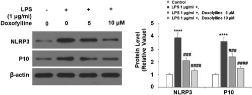 Figure 5. Doxofylline inhibits lipopolysaccharides (LPS)-induced NLRP3 inflammasome activation in human 16HBE cells. Cells were stimulated with 1 μg/ml LPS with or without doxofylline (5 and 10 μM) for 48 h. Protein of NLRP3 and cleaved caspase 1 (P10) were measured (****p < .0001 vs. vehicle control; ###p < .001; ####p < .0001 vs. LPS treatment group).