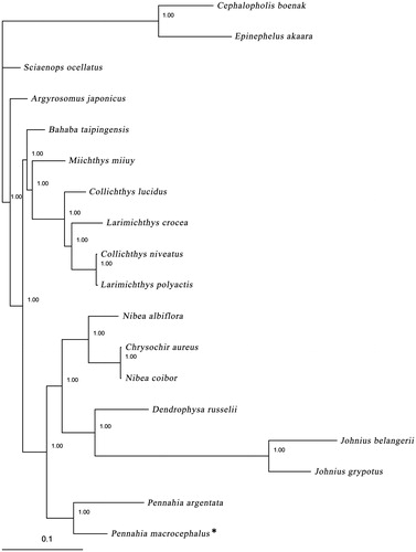 Figure 1. Phylogenetic positon of the bighead pennah croaker Pennahia microcephalus. Cephalopholis boenak (KC537759.1) and Epinephelus akaara (EU043377.1) were selected as the outgroup. The other 15 species from the family Sciaenidae are: Argyrosomus japonicas (NC_017610.1), Bahaba taipingensis (NC_018347.1), Chrysochir aureus (NC_016987.1), Collichthys lucidus (JN857362.1), Collichthys niveatus (HM219223.1), Dendrophysa russellii (NC_017606.1), Johnius belangerii (KF211426.1), Johnius grypotus (KC491206), Larimichthys crocea (NC_011710.1), Larimichthys polyactis (GU586227.1), Miichthys miiuy (NC_014351.1), Nibea albiflora (NC_015205.1), Nibea coibor (NC_025307.1), P. argentata (KC545800.1), and Sciaenops ocellatus (NC_016867.1).