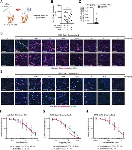 Figure 5. Berbamine abrogates intestinal SARS-CoV-2 replication in a BNIP3-dependent manner (A) Graphical representation of the experimental protocol utilized for viral infection of Caco-2 cells upon transfection with control siRNA or siBNIP3 followed by treatment with BBM as presented in (B, C). (B) Viral infection of Caco-2 cells upon transfection with control siRNA or siBNIP3 followed by treatment with BBM and subsequently exposed to SARS-CoV-2 pseudovirus for 72 h, determined by luciferase activity (RLU). Circles represent individual replicates, n = 3; *P < 0.05, Student’s t-test. (C) BNIP3 silencing efficiency was determined by real-time PCR. mRNA expression was normalized to GAPDH and set at 1 in cells treated with control-siRNA. *P < 0.05, one-sample t-test. (D-H) Viral infection of Caco-2 cells pre-treated with serially diluted BBM for 3 h followed by exposure to SARS-CoV-2 Omicron BA.2 (D, F) or SARS-CoV-2 Omicron BA.5 (E, G) for 48 h. (D, E) Representative fluorescent images of Caco-2 cells treated with the indicated concentrations of BBM. Control images of uninfected and untreated samples are also shown. Hoechst is shown in blue, nucleocapsid in red, and dsRNA in green. Scale bar = 100 micron. (F-H) Dose-response curves were generated for BBM (F, G) or camostat mesylate (H) in Caco-2 cells infected with SARS-CoV-2 Omicron BA.2 (F) or SARS-CoV-2 Omicron BA.5 (H, G), using nucleocapsid (magenta circle) and dsRNA (green square) as infection markers. EC50 values were determined using nonlinear regression analysis. Symbols indicate the mean values of n = 2 independent experiments.