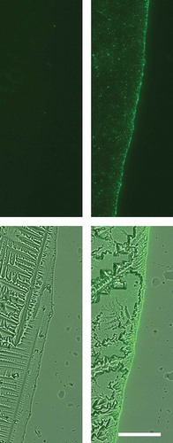 Figure 1. CD63-eGFP but not eGFP expressing HEK293T cells release high quantities of eGFP-labelled particles into their extracellular environment. After processing of supernatants of HEK293T cells either transfected with eGFP-encoding plasmids (left side) or CD63-eGFP-encoding plasmids (right side) with ultracentrifugation, 1 µL of each resolved pellet was transferred onto a microscopic slide and allowed to dry (results in crystal formation). At the original border of the HEK293T CD63-eGFP drop, high amounts of GFP+-particles were concentrated. Upper row: fluorescent image, lower row: overlay fluorescent and bright field images; scale bar: 50 µm for all images.