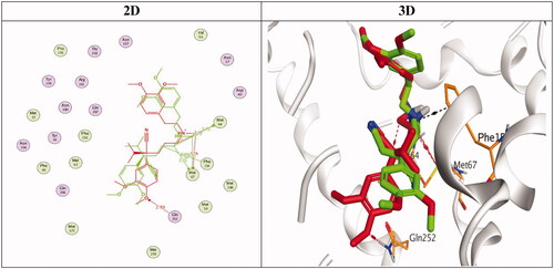Figure 7. 2D and 3D representations for the redocked co-crystallized 4YH antagonist inside the MATE receptor pocket.