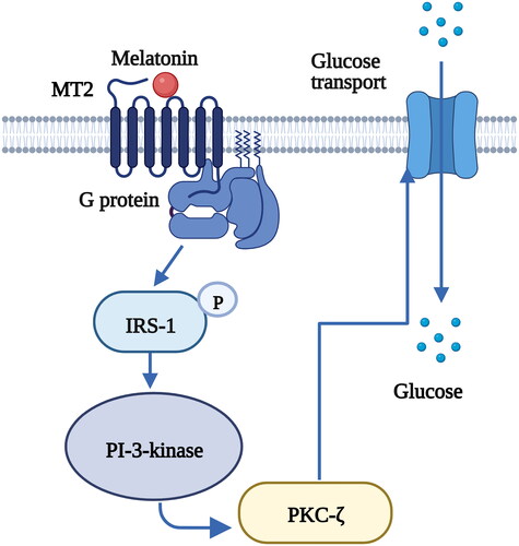 Figure 5. The binding of melatonin to MT2 stimulates glucose transport to skeletal muscle cells via the IRS-1/PI-3-kinase pathway [Citation101]. Melatonin increases the phosphorylation level of insulin receptor substrate-1 (IRS-1) and the activity of phosphoinositide 3-kinase (PI-3-kinase), activates downstream protein kinase C (PKC)-ζ and stimulates glucose transport to muscle cells. Figure 4 was created with BioRender (https://biorender.com).