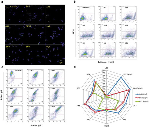 Figure 3. Binding of type III PV to OCMS™ hybridomas secreting human anti-PV IgG mAbs. (a) Hybridomas were incubated overnight with the rabbit F(ab’)2 anti-human IgG (AB15) and then biotinylated PV. PV was detected with Alexa Fluor 488® streptavidin (green) (AB3). Nuclei were stained with DAPI (blue). Scale bar = 5 µm. (b) Hybridomas were prepared as in (a) but biotinylated PV was detected with APC streptavidin (AB4) and the cells were analyzed by flow cytometry. (c) Hybridomas were incubated overnight with the rabbit F(ab’)2 anti-human IgG (AB15) then biotinylated protein A (AB12). Bound rabbit and human antibodies were then assessed by flow cytometry with the APC F(ab’)2 anti-rabbit IgG (AB5) and Alexa Fluor 488® streptavidin (AB3). (d) The percentages of hybridomas showing binding to PV (green), rabbit IgG (blue), and human IgG (red) were collected into a spider plot.