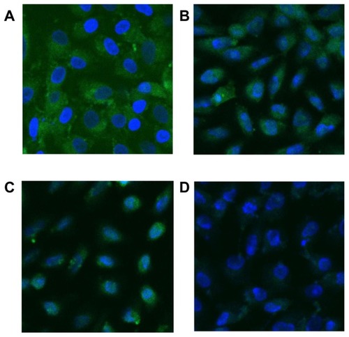 Figure 6 Laser scanning confocal microscope images (×630) showing fluorescent changes of osteopontin on African green monkey kidney epithelial cells after the adhesion of calcium oxalate dihydrate with the epithelial cells in the injury group at (A) 0 hours, (B) 6 hours, (C) 12 hours, and (D) 24 hours.Note: The nucleus is blue, and the expressed osteopontin is green.