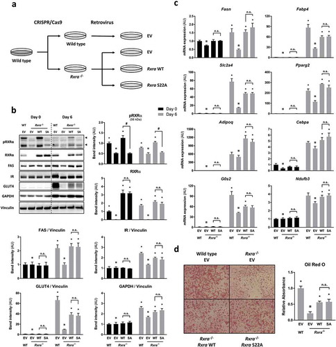 Figure 3. Adipocyte maturation occurs independently of RXRα phosphorylation at S22. (a) WT brown pre-adipocytes were transfected with EV, and Rxra−/- cells were transfected with EV, RxraWT or RxraSA. (b) Immunoblots with quantified band intensities at day 0 or day 6 of differentiation; n = 4; two-way ANOVA and Tukey’s multiple comparison test. All protein band intensities are normalized to vinculin, except for pRXRα and RXRα, which are quantified separately. (c) Gene expression analysis by RT-qPCR showing mRNA levels of adipogenic markers at day 0 or day 6 of differentiation; n = 4; two-way ANOVA and Tukey’s multiple comparison test. (d) Lipid staining with Oil Red O at day 6 of differentiation; n = 3; one-way ANOVA and Tukey’s multiple comparison test. The presented values are mean ± SE. Asterisk (*) represents a significant difference (p < 0.05) from sample indicated with the scarab (¤) sign. Other comparisons are indicated with a hash (#) representing statistical significance (p < 0.05) and n.s. as an abbreviation for non-significance (p > 0.05)