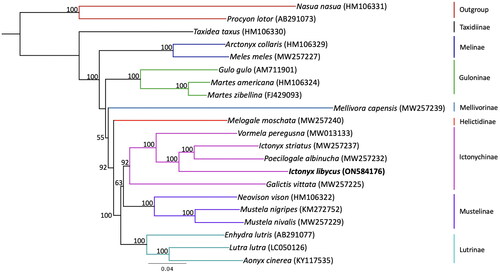 Figure 3. Maximum-likelihood phylogenetic tree showing the relationship of Ictonyx libycus within the Mustelidae. Numbers on branches are bootstrap support values (out of 100 replicates). Branch colors highlight each lineage within Mustelidae. GenBank accession numbers are included in parentheses next to the species.