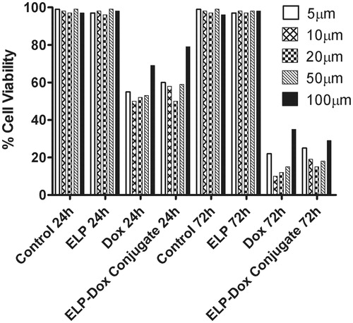 Figure 7. Cytotoxicity effect of ELP, Doxorubicin and ELP-Doxorubicin conjugate on BMG-1 cell lines.