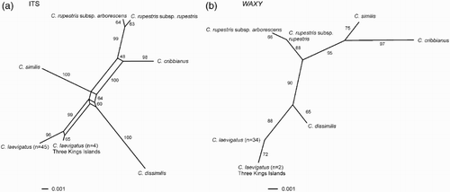 Figure 2 NeighborNet networks. A, ITS DNA sequences; B, WAXY DNA sequences. According to the analyses of Wagstaff & Dawson (Citation2000), Corynocarpus similis is the basally diverging taxon within the genus, so the root of the network falls on the branch leading to this species.