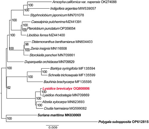 Figure 3. The phylogenetic position for Lysidice brevicalyx according to the ML phylogenetic tree constructed based on74 plastid genomes. The following sequences were used: Polygala subopposita OP612815 and suriana maritima MK830069 (Lai et al. Citation2019b) as outgroup, Crudia harmsiana MG599082 (Tosso et al. Citation2018), Afzelia xylocarpa MN823693 (Zhang et al. Citation2020a), Lysidice rhodostegia MN709869 (Zhang et al. Citation2020b), bauhinia brachycarpa MF135595 (Wang et al. Citation2018), schnella trichosepala MF135599 (Wang et al. Citation2018) Barklya syringifolia MF135594 (Wang et al. Citation2018), duparquetia orchidacea MN709829 (Zhang et al. Citation2020b), storckiella pancheri MN709861 (Zhang et al. Citation2020b), zenia insignis MN116508 (Lai et al. Citation2019a) distemonanthus benthamianus MN604403 (Demenou et al. Citation2020), libidibia ferrea MZ441400 (Aecyo et al. Citation2021), pterolobium punctatum OP359054 (Zhang et al. Citation2020b), caesalpinia pulcherrima MZ441391 (Aecyo et al. Citation2021) styphnolobium japonicum MN701078 (Shi and Liu Citation2019), indigofera argentea MW539057 amorpha californica var. napensis OK274088 (Agudelo et al. Citation2022) The sequences used for the tree structure are coding sequences, and the bootstrap support values are shown on the nodes. The scale bar represents the numbers of substitutions per site.