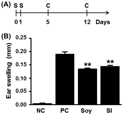 Fig. 1. Feeding mice with soybean and SI attenuates ear swelling due to contact allergy.
