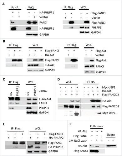 Figure 1. FANCI interacted with PHLPP1 and Akt. (A) Immunoblots of WCL and reciprocal co-immunoprecipitations (co-IPs) in which the indicated tagged PHLPP1 or FANCI interacted with endogenous FANCI or PHLPP1. GAPDH indicates a loading control. Whole cell lysates (WCL) and immunoprecipitations were derived from HEK293 cells transfected with the indicated Flag, HA (hemagglutinin) or Myc tagged constructs. (B) Immunoblots of WCL and reciprocal co-IPs showing FANCI interacted with Akt. (C) Depletion of PHLPP1 indicated it is not required for interaction between FANCI and Akt. Immunoblots of WCL and co-IP of Akt with FANCI and PHLPP1. (D) Akt interacted with FANCD2 and USP1. Immunoblots of WCL and co-IP of HA-Akt with FANCD2 and USP1. (E) Immunoblots of WCL and co-IP showing FANCI interacted with PHLPP2. (F) FANCI interacted with Akt in vitro. Immunoblot of a pull-down assay with affinity purified HA-Akt and Flag-FANCI. Eluate refers to HA-Akt eluted from beads prior to addition to Flag-FANCI beads.