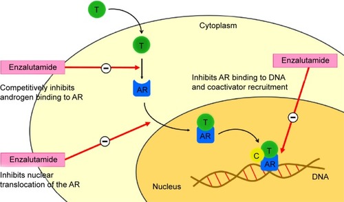 Figure 1 Mechanism of action of enzalutamide in the androgen receptor signaling pathway.