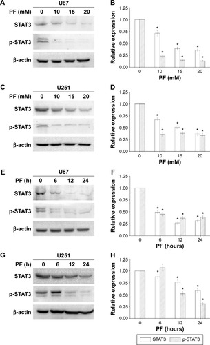 Figure 2 PF downregulated STAT3 and p-STAT3 protein expression in U87 and U251 cells.