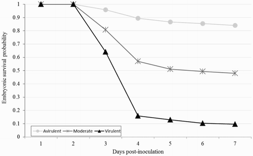 Figure 4. Survival curves of 10-day-old chicken embryos inoculated into the AC with 5 CFU/ml of three groups of different Enterococcus spp. strains classified by their virulence.