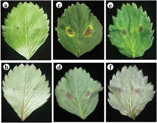 Fig. 4 (Colour online) Pathogenicity of the isolates of A. tenuissima and A. alternata on the detached leaves of strawberry. a–b, sterile water controls; c–d, A. tenuissima; e–f, A. alternata. The experiment was conducted using detached apical leaflets of the fully expanded leaves from 45-day-old plants of strawberry cv. ‘Benihoppe’. A drop of 20 μL spore suspension of 106 spores mL−1 was inoculated on each side of the main vein of the upper surface of each leaflet (two points per leaflet).