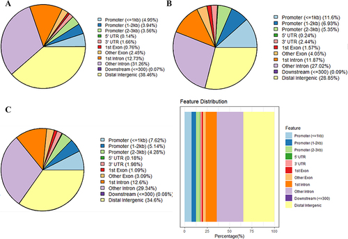 Figure 2 Gene annotation of the differentially methylated regions (DMRs) in GCs of PCOS patients vs control groups. (A) The distribution of hypermethylated DMRs; (B) The distribution of hypomethylated DMRs; (C) The distribution of overall DMRs.