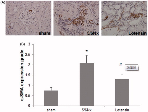 Figure 4. Effect of lotensin on α-SMA expression in renal interstitium. (A) Immunohistochemical staining of α-SMA (×200); (B) Quantification of the staining of α-SMA; *p < .05 vs. the sham group; #p < .05 vs. the 5/6 Nx group (n = 10).