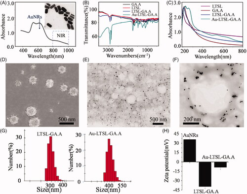 Figure 1. Characterization of the prepared Au-LTSL-GA.A. (A) UV-Vis spectra of Au NRs. The extinction spectrum of Au NRs shows a localized surface plasmon resonance centered at 880 nm, which is within the biologically transparent spectral window. (B) FTIR spectra of LTSL, GA.A, LTSL- GA.A and Au-LTSL-GA.A after removing CTAB. (C) UV-Vis spectra of LTSL, GA.A, LTSL-GA.A and Au-LTSL-GA.A. (E) SEM image of LTSL-GA.A. (D, F) TEM images of Au-LTSL-GA.A. (G) The particle size distribution of LTSL-GA.A and Au-LTSL-GA.A in DLS image. (H) The Zeta potential of Au-LTSL-GA.A.